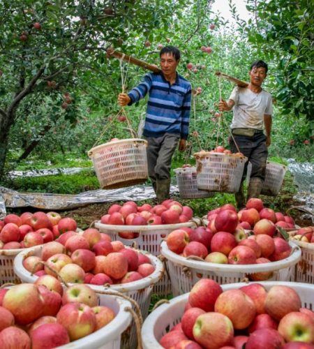 Yanyuan Apples apple03