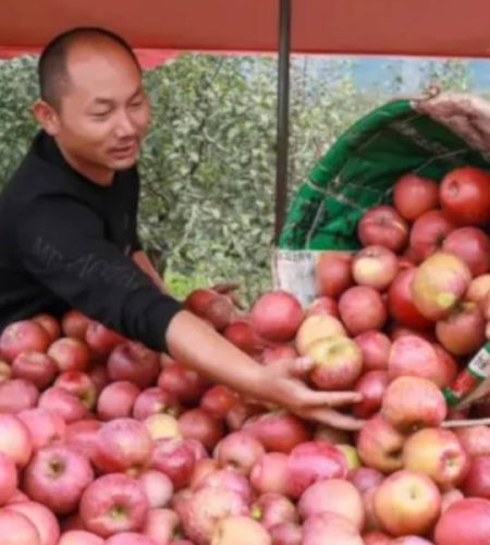 Yanyuan Apples apple06