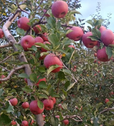 Yanyuan Apples apple08