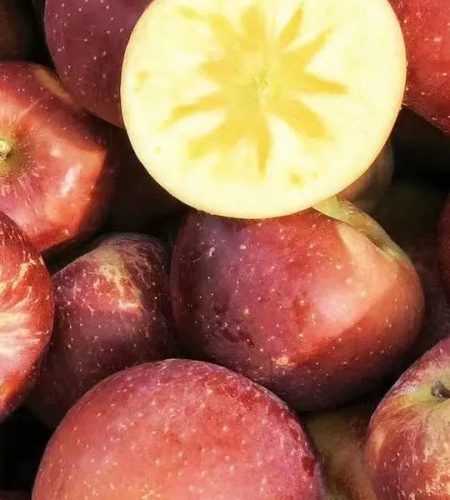 Yanyuan Apples apple09