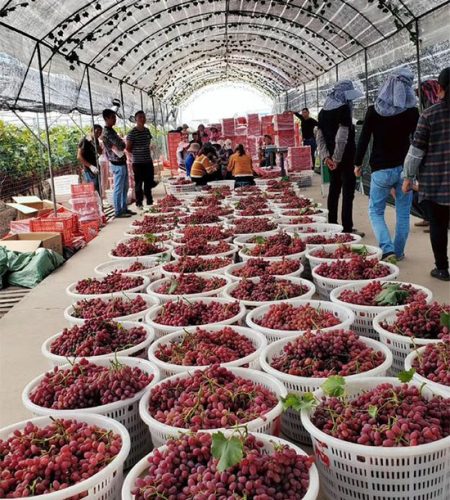 Xichang Grapes grape04