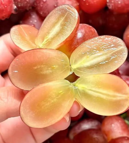 Xichang Grapes grape05