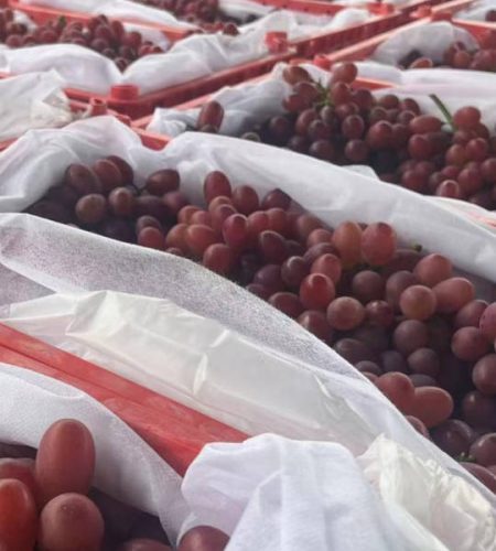 Xichang Grapes grape05