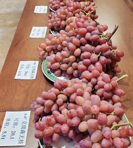 Xichang Grapes grape07