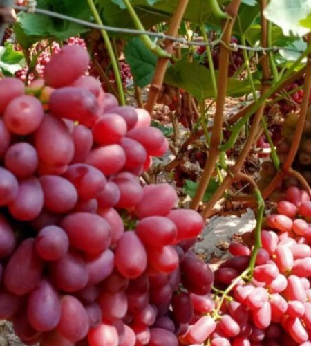 Xichang Grapes grape09