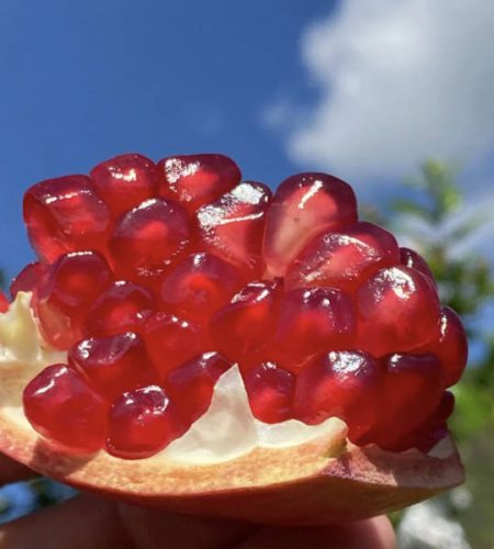 pomegranate05