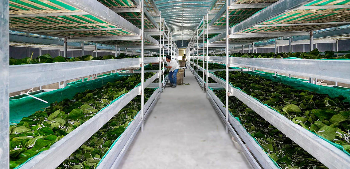 Home Large-Scale Silkworm Rearing
