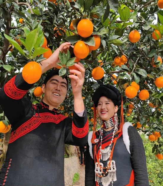 Leibo Navel Oranges oranges04