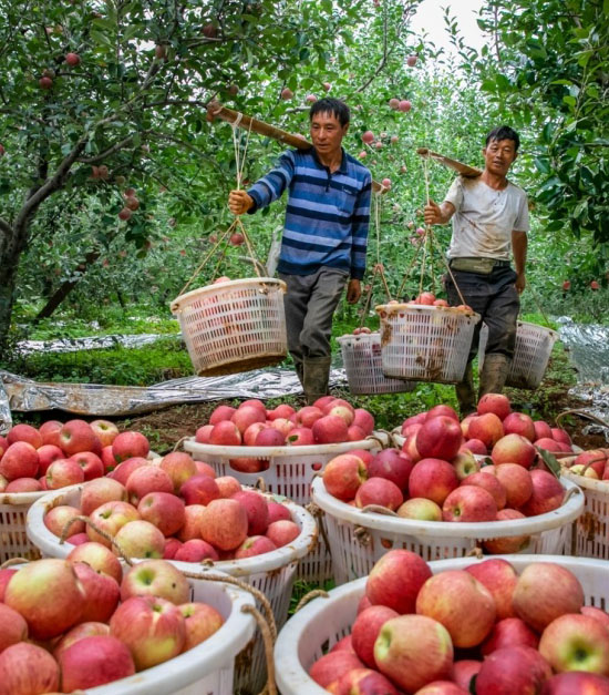 Yanyuan Apples apple03