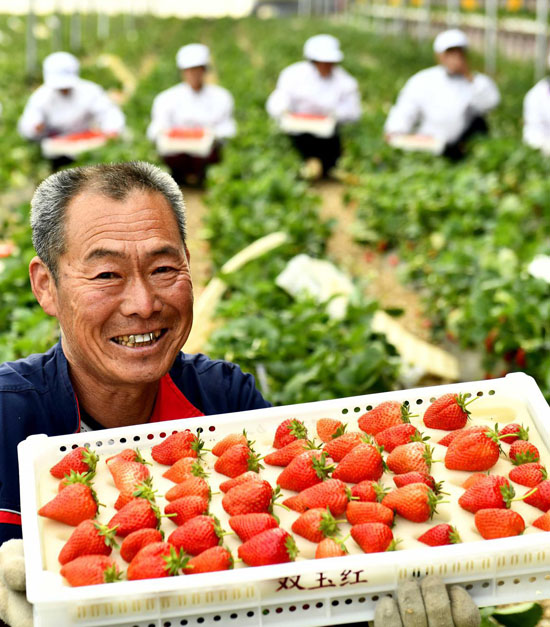 Strawberries strawberries03