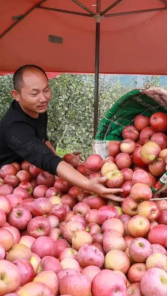 Yanyuan Apples apple06