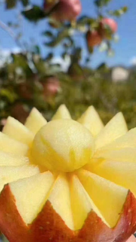 Yanyuan Apples apple07