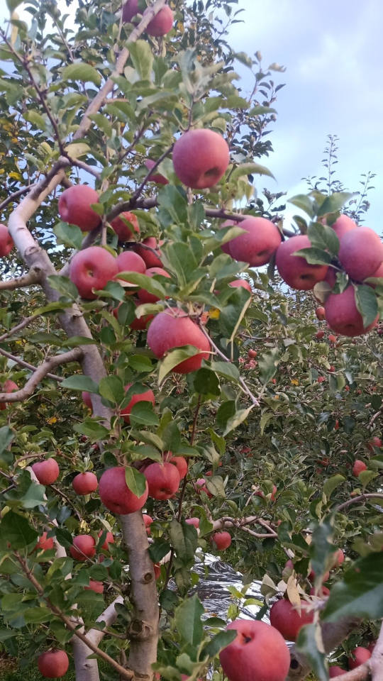 Yanyuan Apples apple08