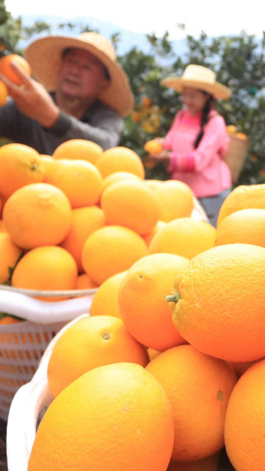 Leibo Navel Oranges orange05