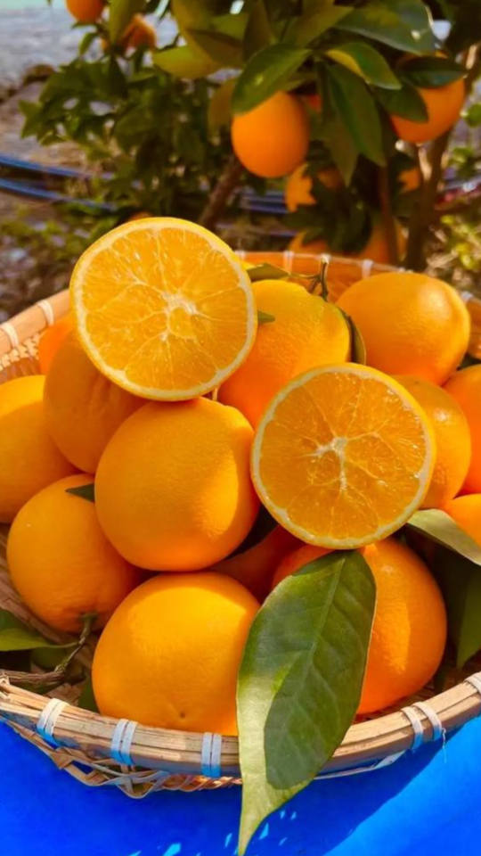 Leibo Navel Oranges orange09