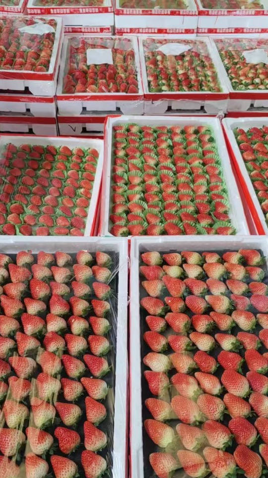 Strawberries strawberry05