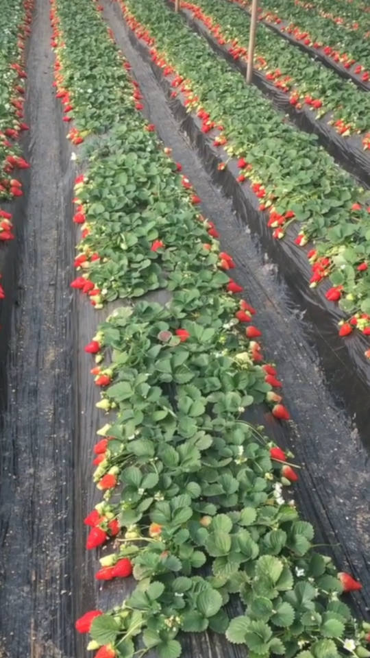 Strawberries strawberry07