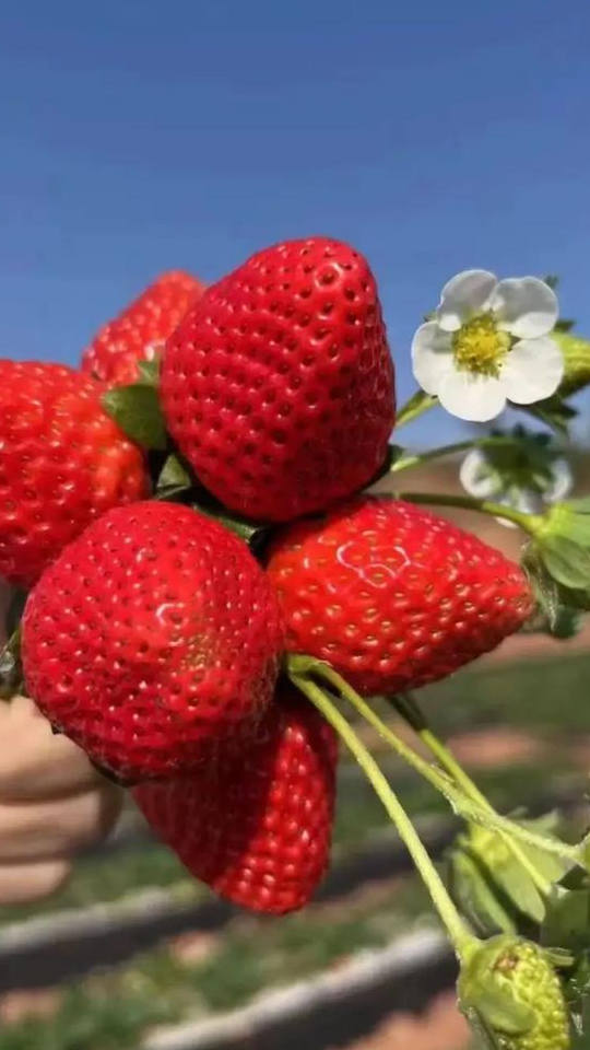 Strawberries strawberry08